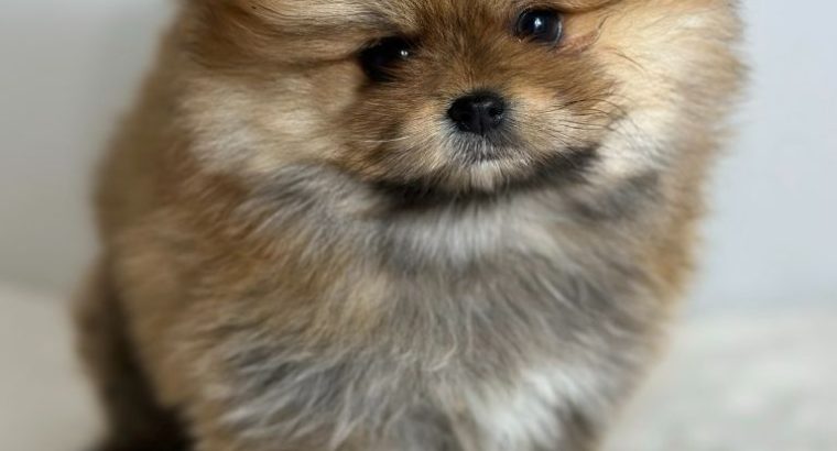 Pomeranian (BOO), purebred, dwarf(toy)