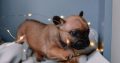 French Bulldog puppies for sale
