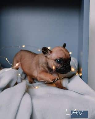 French Bulldog puppies for sale