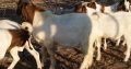 Livestock Available Boer Goats, Cow, Cattles and sheeps.