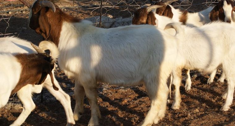 Livestock Available Boer Goats, Cow, Cattles and sheeps.