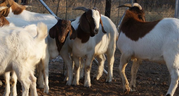 Boer Goats, Kalahari Red Goats, Bonsmara, Dorper Sheep
