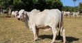 Boer Goats, Kalahari Red Goats, Bonsmara, Dorper Sheep