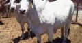 Livestock Available Boer Goats, Cow, Cattles and sheeps.