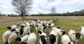 Livestock Available Boer Goats, Cow, Cattles and sheeps.