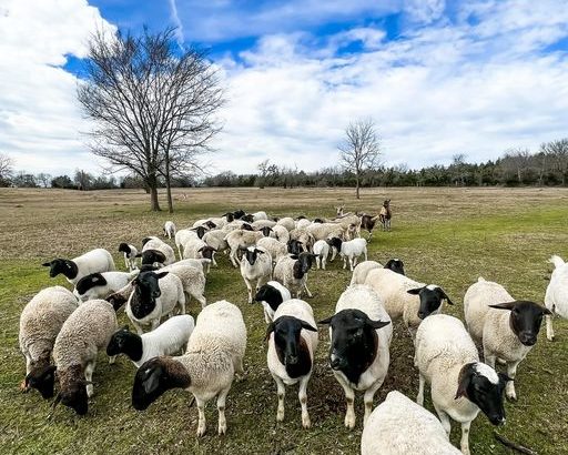 Livestock Available Boer Goats, Cow, Cattles and sheeps.
