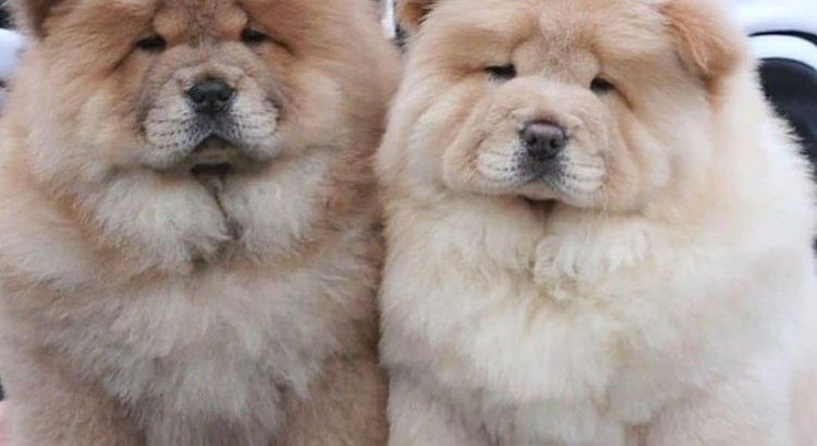 chow chow puppies Available for sale
