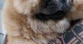 chow chow puppies Available for sale