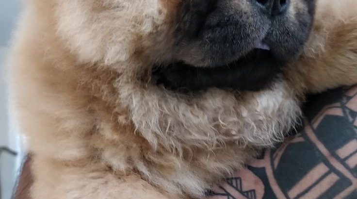 chow chow puppies Available for sale