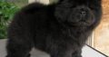 chow chow puppies Available for sale