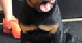 Rottweiler Puppies For Sale