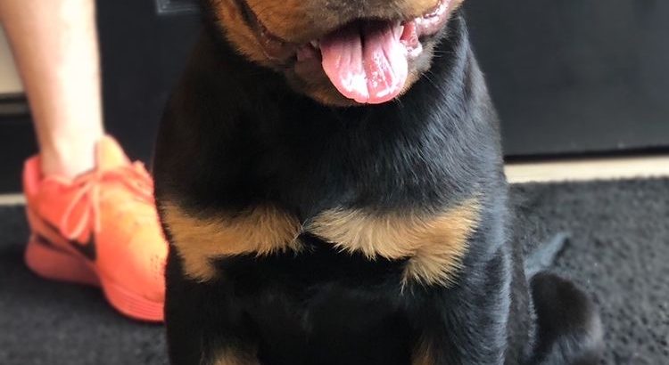 Rottweiler Puppies For Sale