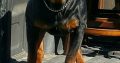Rottweiler Puppies For Sale