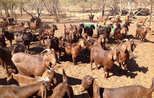 Livestock Available Boer Goats, Cow, Cattles and sheeps.