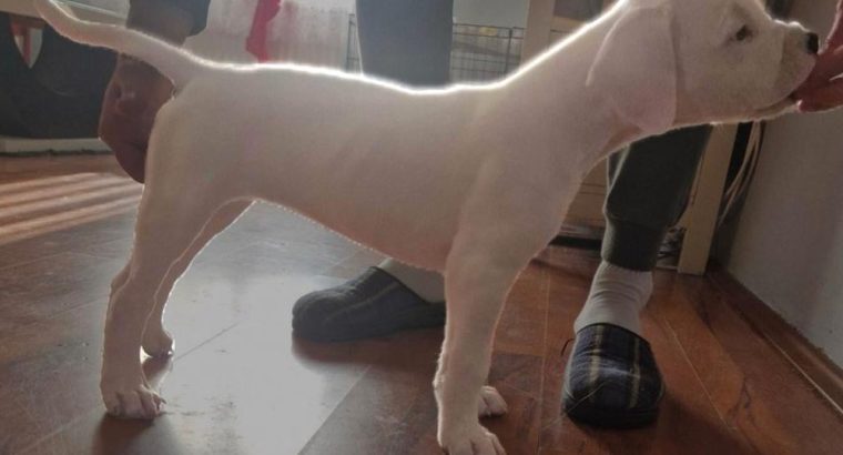 Dogo Argentino puppies for sale