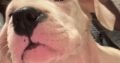 Dogo Argentino puppies for sale