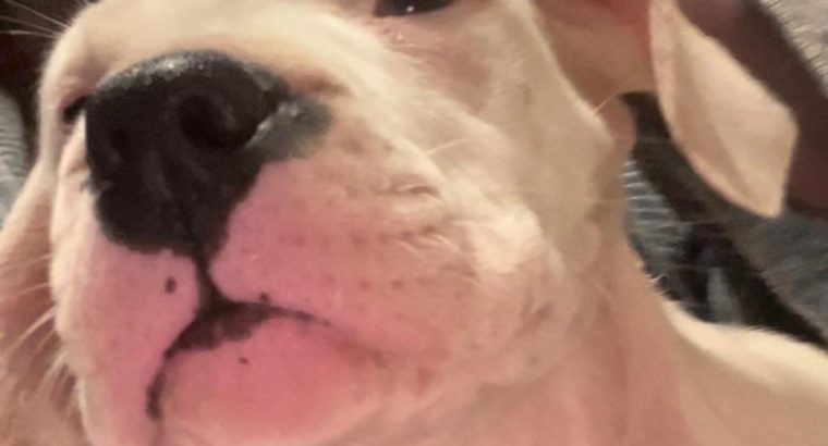 Dogo Argentino puppies for sale