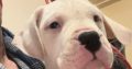 Dogo Argentino puppies for sale