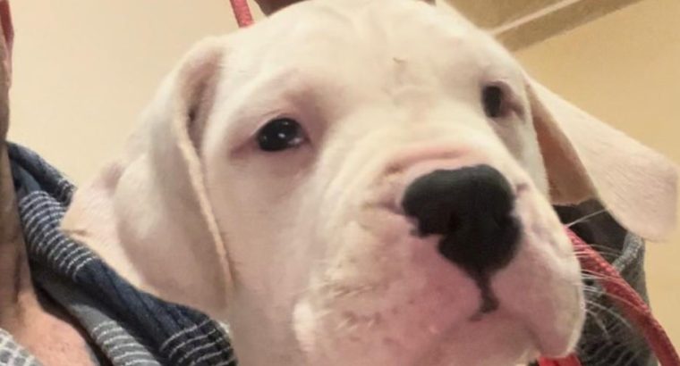 Dogo Argentino puppies for sale