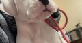 Dogo Argentino puppies for sale