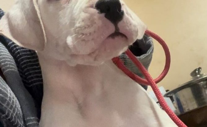 Dogo Argentino puppies for sale