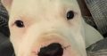 Dogo Argentino puppies for sale