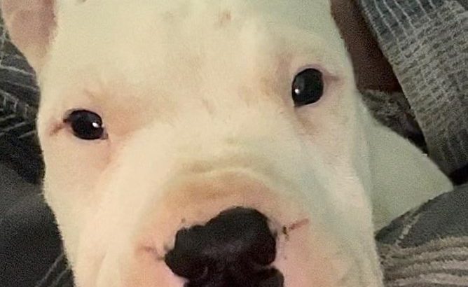 Dogo Argentino puppies for sale