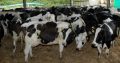 Boer Goats, Kalahari Red Goats, Bonsmara, Dorper Sheep