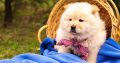 Chow Chow Puppies