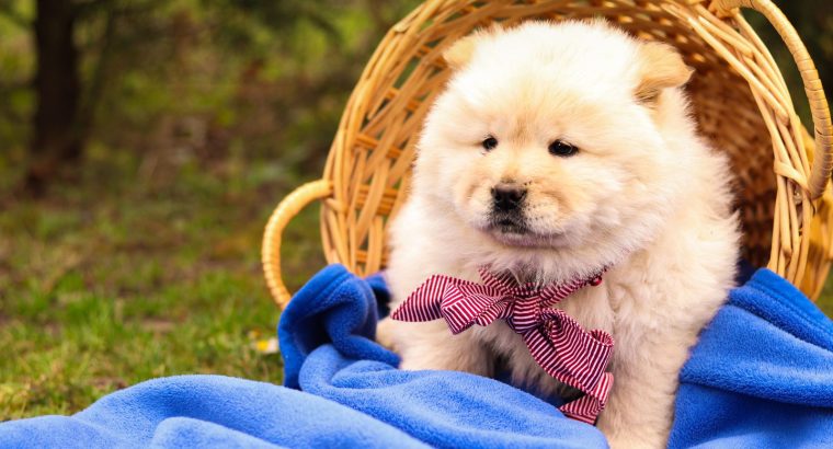 Chow Chow Puppies