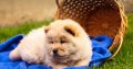Chow Chow Puppies
