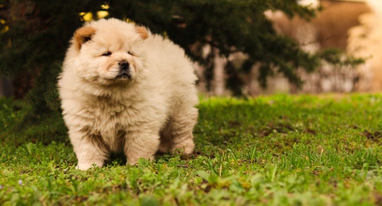 Chow Chow Puppies