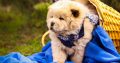 Chow Chow Puppies
