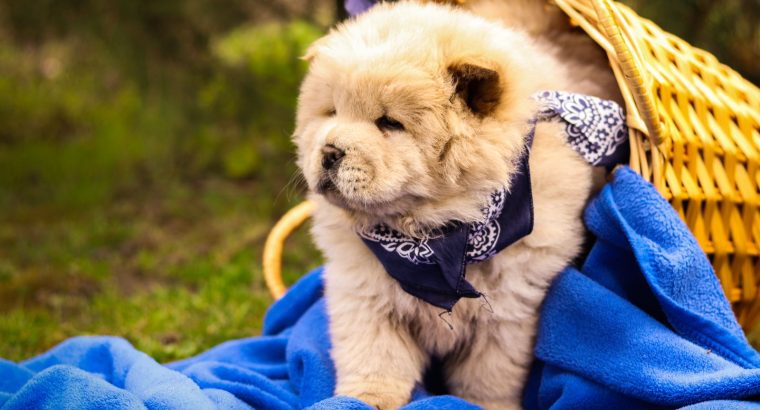 Chow Chow Puppies