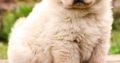 Chow Chow Puppies