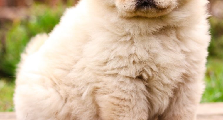 Chow Chow Puppies