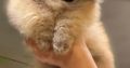 Pomeranian BOO teddy-bears