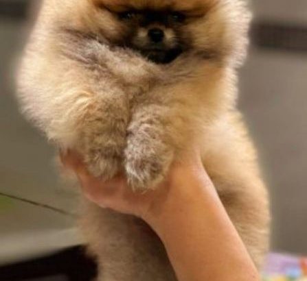 Pomeranian BOO teddy-bears