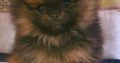 Pomeranian BOO teddy-bears
