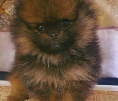 Pomeranian BOO teddy-bears