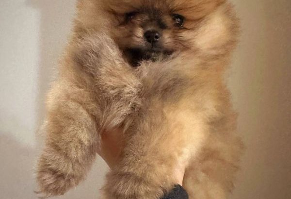 Pomeranian BOO teddy-bears