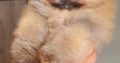 Pomeranian BOO teddy-bears