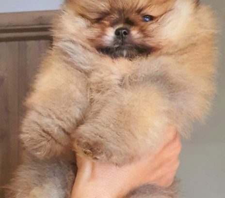 Pomeranian BOO teddy-bears