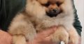 Pomeranian puppies TOP quality