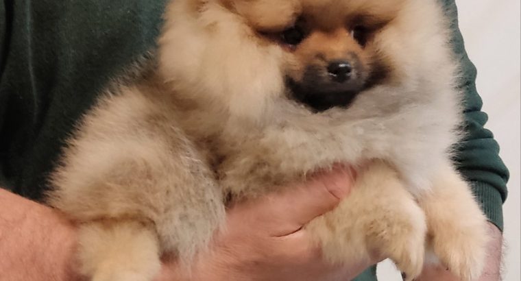Pomeranian puppies TOP quality