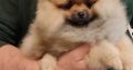 Pomeranian puppies TOP quality