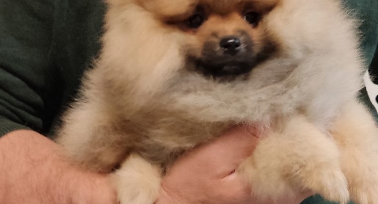 Pomeranian puppies TOP quality