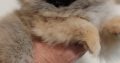 Pomeranian puppies TOP quality