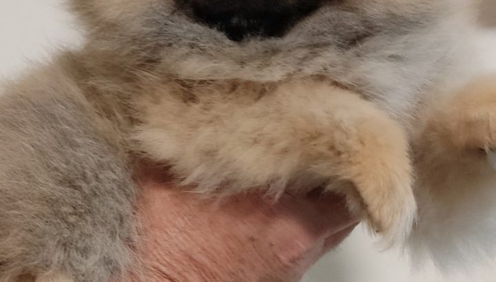 Pomeranian puppies TOP quality