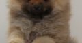 Pomeranian puppies TOP quality